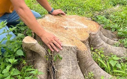 Gia Lai lại thêm 2 vụ lãnh đạo xã cho cưa bán cây xanh trong trụ sở