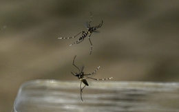 Châu Âu bùng phát vi rút gây bệnh có thể tổn thương nội tạng