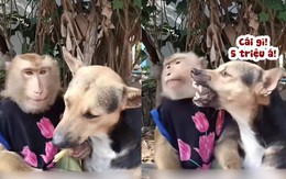 Chú chó cay cú khi khỉ cho ăn 'miếng thịt bịt cái mồm'