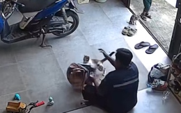 Gia chủ bất lực khi chim sổ lồng vì mèo cưng