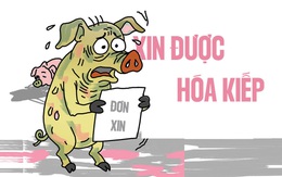 Chú heo bệnh vẫn 'cống hiến' hết mình cho nền ẩm thực