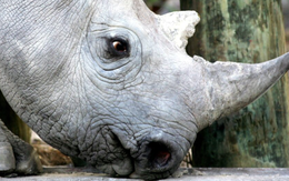Tiêm chất phóng xạ vào sừng tê giác chống săn trộm