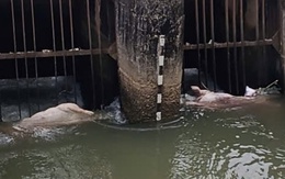 Dịch tả heo châu Phi cơ bản được kiểm soát, Quảng Ngãi khuyến cáo không ồ ạt tái đàn