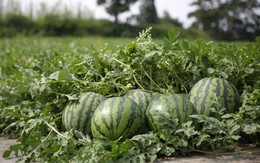 Cả vườn dưa hấu 600 quả bị trộm sạch trong đêm