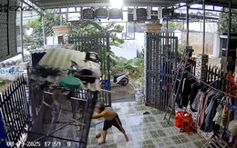 Đàn chim 'cảm ơn ông chủ vì được phóng sinh'