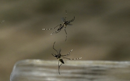 Dấu hiệu nhận biết bệnh Chikungunya và cách phòng bệnh