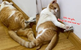 Chú mèo mê ngủ khiến ông chủ cạn lời