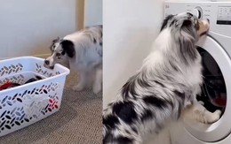 Chú chó khiến hội chị em 'mắc cỡ' vì quá siêng năng