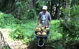 Người đàn ông miền Tây đẩy xe rùa qua cầu khỉ siêu đỉnh