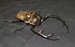 Phát hiện loài cua bay quý hiếm tại Vườn quốc gia Chư Mom Ray