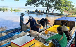 Nhộn nhịp chợ cá linh, mùa câu ếch, đặt lọp cua giữa đồng nước nổi miền Tây