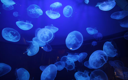 Nhà máy điện hạt nhân tạm ngừng hoạt động vì... một đàn sứa