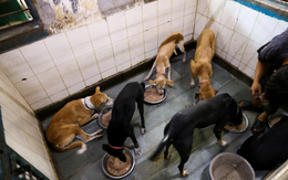 Ấn Độ di dời hàng nghìn chó hoang khỏi New Delhi