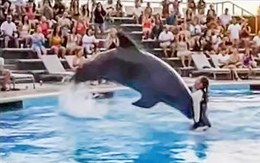 Video 'huấn luyện viên bị tấn công bởi cá heo' là sản phẩm của AI