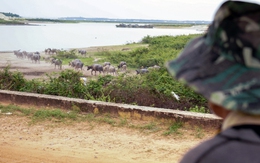 "Mục đồng" bên hồ Dầu Tiếng