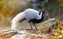 Gà lôi trắng đã được chuyển danh mục từ nhóm IB sang nhóm IIB từ 1-7-2025