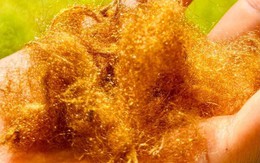 Hồi sinh 'lụa biển' huyền thoại từ sò mai