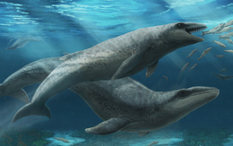 Phát hiện chứng cứ của loài cá voi cổ đại ‘vẻ ngoài dễ thương nhưng nguy hiểm’ ở Úc