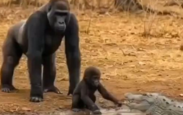 Video 'khỉ đột chiến đấu với cá sấu để cứu con' không phải là thật