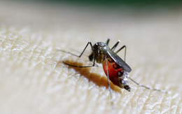 Trung Quốc tung 'đội quân muỗi vô sinh' giữa tâm dịch Chikungunya