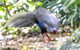 Gà lôi trắng tung tăng giữa rừng Bạch Mã