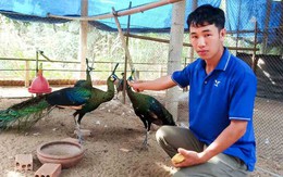 Anh nông dân Gia Lai nuôi loài chim quý được tặng Huân chương Lao động nói gì về các quy định?