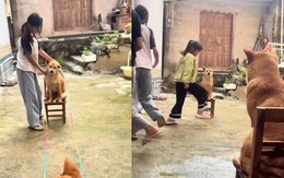 Hai chú chó ngồi yên giữ dây cho các cô chủ nhảy