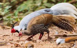 Quy định nuôi, buôn bán gà lôi trắng và động vật nguy cấp, quý hiếm