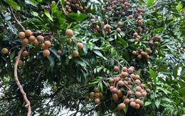 Những mùa nhãn khó nhọc nơi vườn cũ