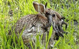 Thỏ 'zombie' mọc sừng xuất hiện ở Mỹ gây xôn xao dư luận