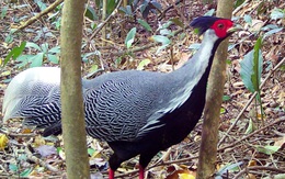 Gà lôi, gà tiền quý hiếm thong dong dạo bộ trong Vườn quốc gia Chư Mom Ray