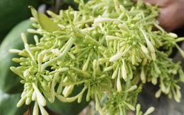 Ai không nên sử dụng hoa đu đủ đực?