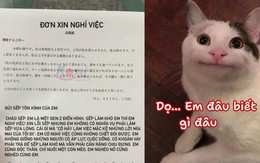 'Cười té ghế' với đơn xin nghỉ việc của nàng Gen Z