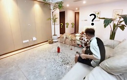 Chú chó cay cú khi bị ông chủ đổ oan