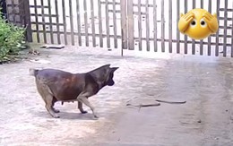 Hai chú chó vô tình được hưởng 'lộc' siêu hài