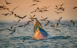 Cuộc thi ảnh thiên nhiên hoang dã không chấp nhận ảnh chỉnh sửa bằng AI