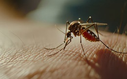 Chikungunya không phải là căn bệnh mới ở Trung Quốc như tin đồn