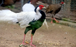 Ngắm gà lôi trắng tại Thảo cầm viên Sài Gòn