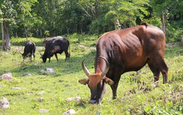 Mạng xã hội đưa ảnh đàn bò tót lai ở Vườn quốc gia Núi Chúa - Phước Bình ốm yếu, thực tế thế nào?