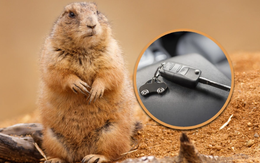 Cả làng đào bới 4 tiếng tìm chìa khóa xe cho du khách do bị chuột tha