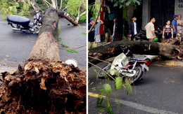 Cây phượng bất ngờ đổ sập đè 2 xe máy, 4 người thoát nạn trong gang tấc