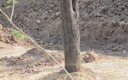 Mắt 10/10 mới thấy con báo ẩn giấu ở đâu?