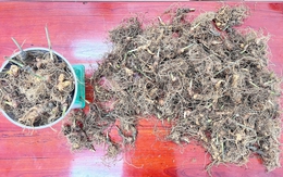 Vụ trộm hơn 270 cây sâm Ngọc Linh ở Đà Nẵng: 3 nam thanh niên bị tạm giữ