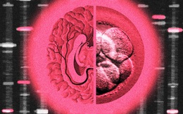 Chi 50.000 USD để ‘thiết kế’ con thông minh, giới siêu giàu Mỹ gây tranh cãi