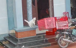 Gia chủ dở khóc dở cười với chú mèo 'bỏ nhà' theo shipper
