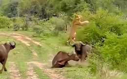 Những màn trâu rừng hợp sức cứu đồng bọn, trừng phạt kẻ săn mồi