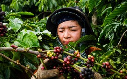 Gia Lai xúc tiến xuất khẩu nông sản vào thị trường Trung Quốc