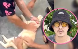 Thanh niên Thái được ca ngợi vì hồi sức cứu sống mèo giật điện, có hẳn 'kỹ thuật ép tim mèo'