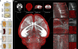 Công nghệ 'thủy tinh ion' mở kỷ nguyên mới cho nghiên cứu mô
