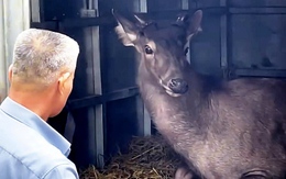 Người dân bàn giao nai 200kg cho Vườn quốc gia Pù Mát